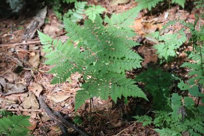 Dryopteris amurensis, photographed by Nina Filippova