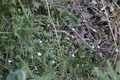 Lobelia pubescens, photographed by Tony Rebelo