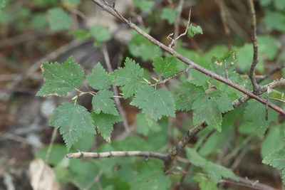 Ribes maximoviczianum, photographed by Nina Filippova