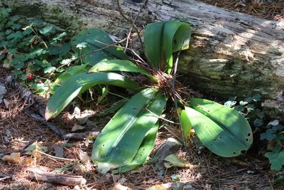 Clintonia udensis, photographed by Nina Filippova