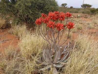 Aloe hereroensis, photographed by Andrew Hankey
