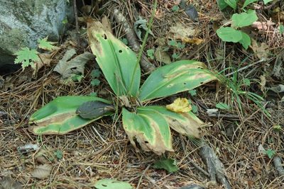 Clintonia udensis, photographed by Nina Filippova