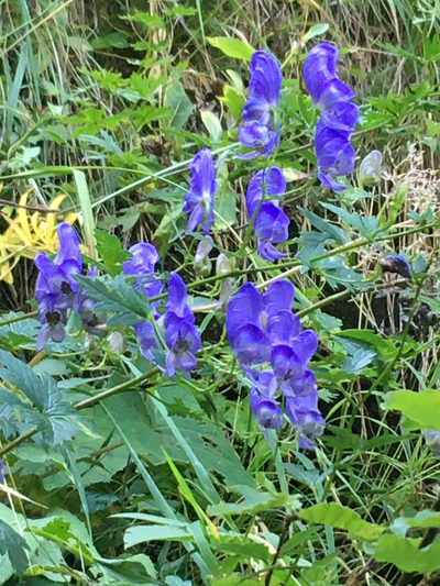 Aconitum variegatum, photographed by Jonathan