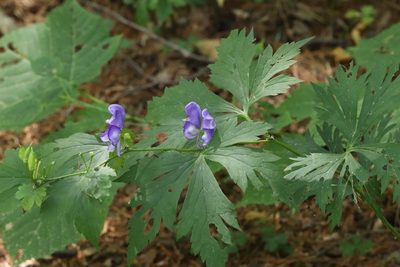 Aconitum axilliflorum, photographed by Nina Filippova