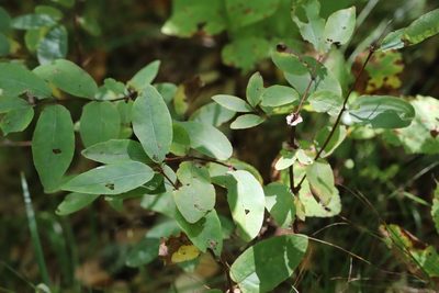 Lonicera caerulea, photographed by Nina Filippova