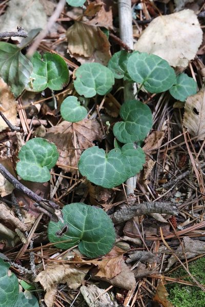 Pyrola renifolia, photographed by Nina Filippova