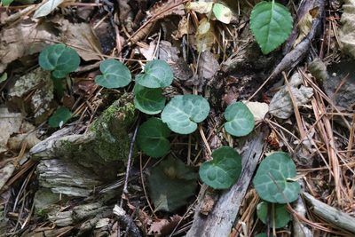 Pyrola renifolia, photographed by Nina Filippova