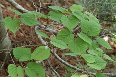 Tilia amurensis, photographed by Nina Filippova