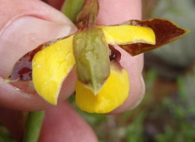 Eulophia parviflora, photographed by Nicola van Berkel