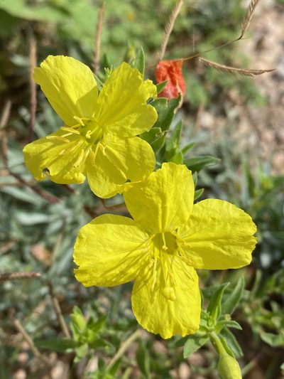 Oenothera tubicula, photographed by Bob Nieman