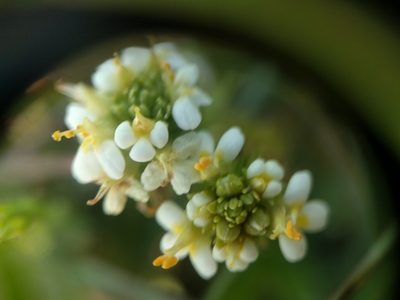 Triphysaria floribunda, photographed by Nick Doty