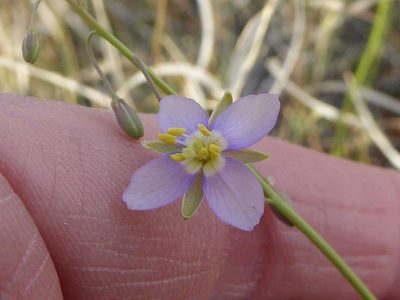 Heliophila minima, photographed by Andrew Hankey