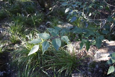 Maytenus acuminata, photographed by Tony Rebelo