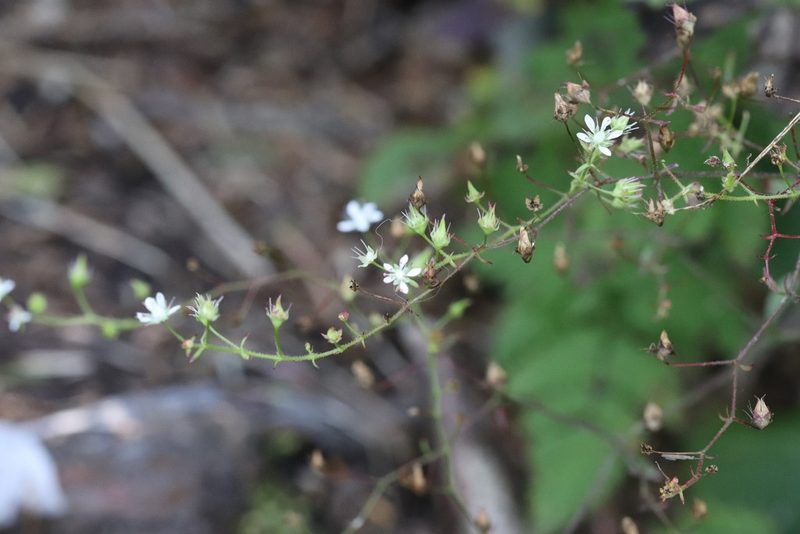 Micranthes oblongifolia, photographed by Nina Filippova