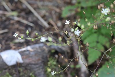 Micranthes oblongifolia, photographed by Nina Filippova