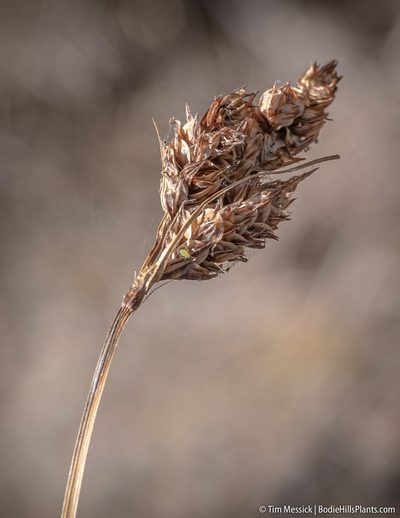 Carex heteroneura, photographed by Tim Messick