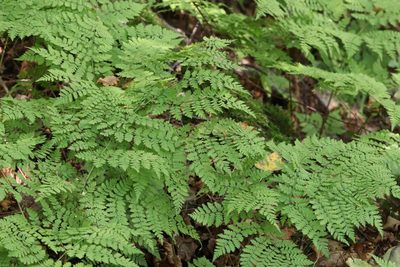 Dryopteris amurensis, photographed by Nina Filippova