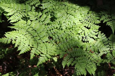 Dryopteris amurensis, photographed by Nina Filippova