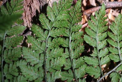Dryopteris amurensis, photographed by Nina Filippova