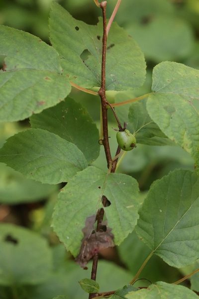 Actinidia kolomikta, photographed by Nina Filippova