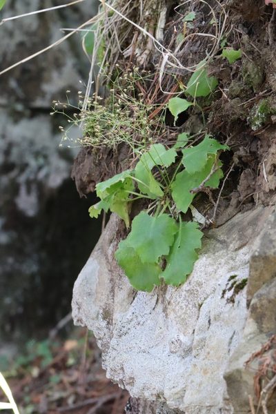Micranthes oblongifolia, photographed by Nina Filippova