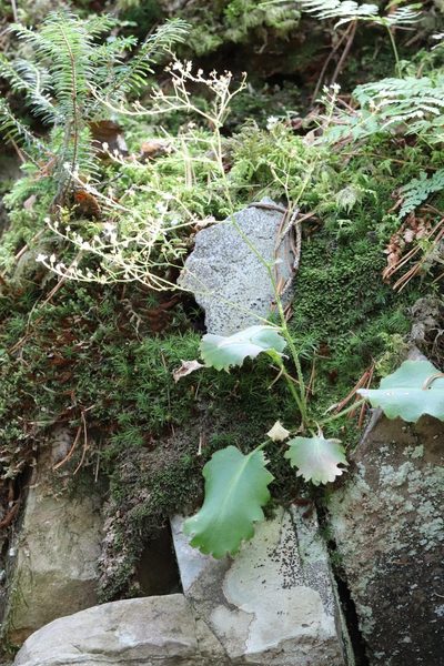 Micranthes oblongifolia, photographed by Nina Filippova