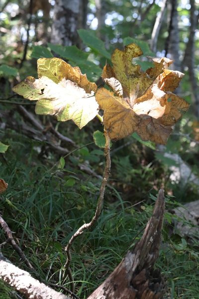 Oplopanax elatus, photographed by Nina Filippova