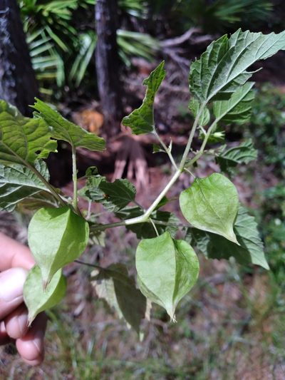 Physalis cordata, photographed by Scott Ward