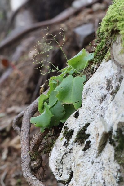 Micranthes oblongifolia, photographed by Nina Filippova