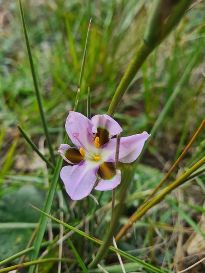 Aristea teretifolia, photographed by Rebecca Dames