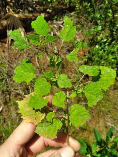 Physalis cordata, photographed by Scott Ward