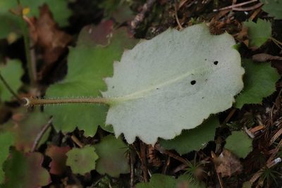 Micranthes oblongifolia, photographed by Nina Filippova