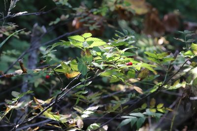 Sorbus sambucifolia, photographed by Nina Filippova