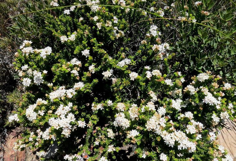 Agathosma martiana, photographed by Di Turner