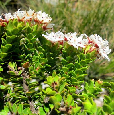 Agathosma martiana, photographed by Di Turner