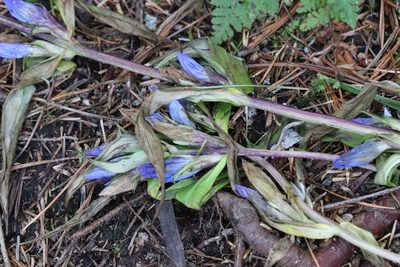 Gentiana triflora, photographed by Nina Filippova
