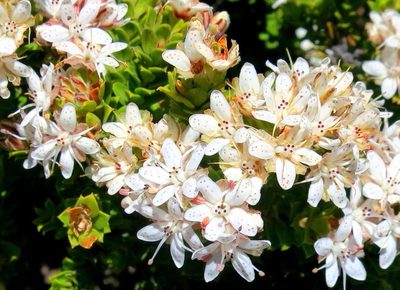Agathosma martiana, photographed by Di Turner