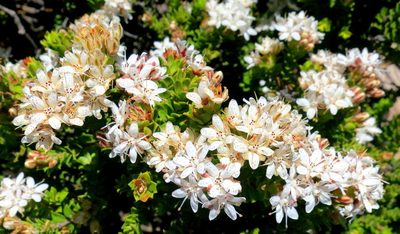 Agathosma martiana, photographed by Di Turner