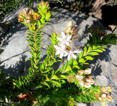 Agathosma martiana, photographed by Di Turner