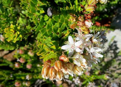 Agathosma martiana, photographed by Di Turner