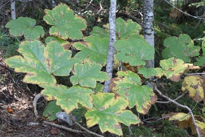 Oplopanax elatus, photographed by Nina Filippova