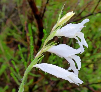 Gladiolus vaginatus, photographed by Di Turner