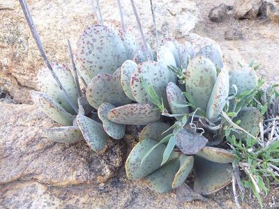 Adromischus alstonii, photographed by Andrew Hankey