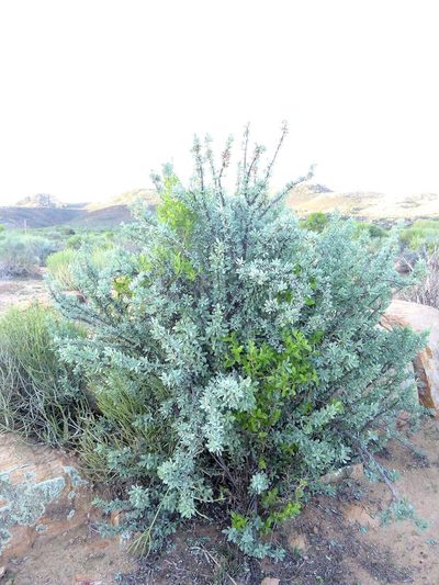 Othonna cerarioides, photographed by Andrew Hankey