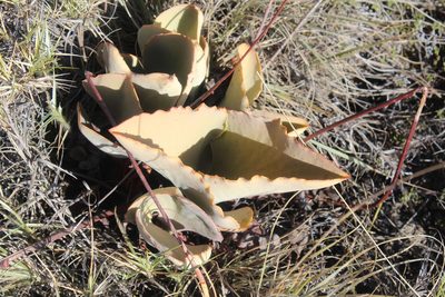 Kalanchoe synsepala, photographed by Michael A. Alcorn
