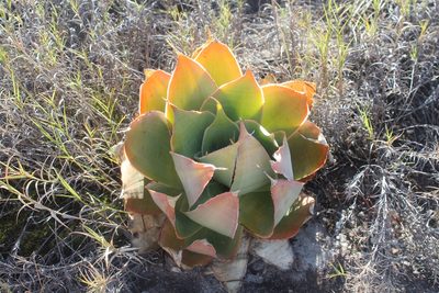Aloe imalotensis, photographed by Michael A. Alcorn