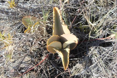 Kalanchoe synsepala, photographed by Michael A. Alcorn