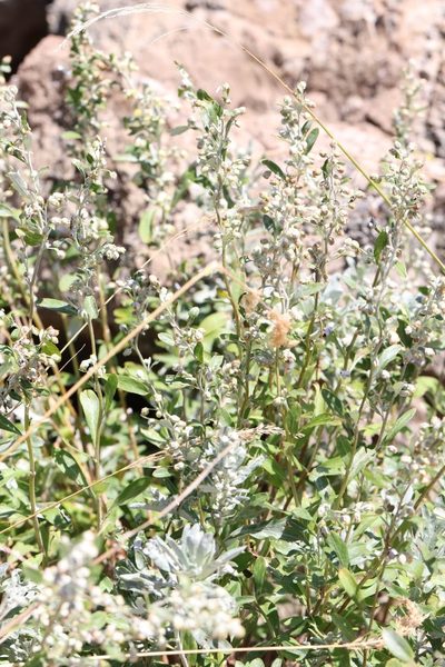 Artemisia lagocephala, photographed by Nina Filippova