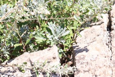Artemisia lagocephala, photographed by Nina Filippova