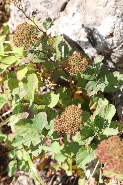 Spiraea betulifolia, photographed by Nina Filippova